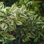 Beržas juodasis (Betula nigra) 'Shiloh Splash'